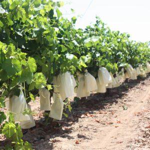 bolsas para proteger las uvas