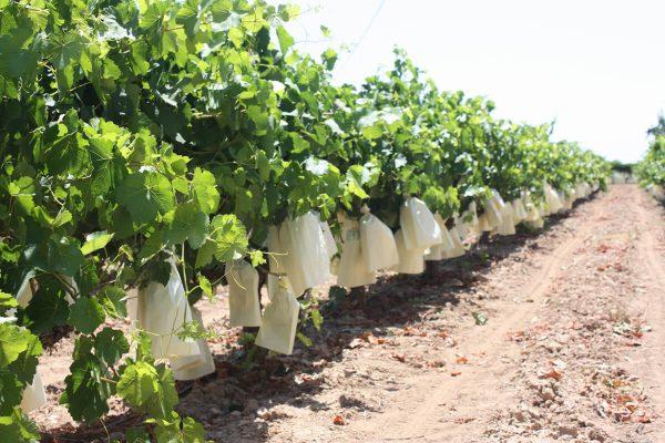 bolsas para proteger las uvas