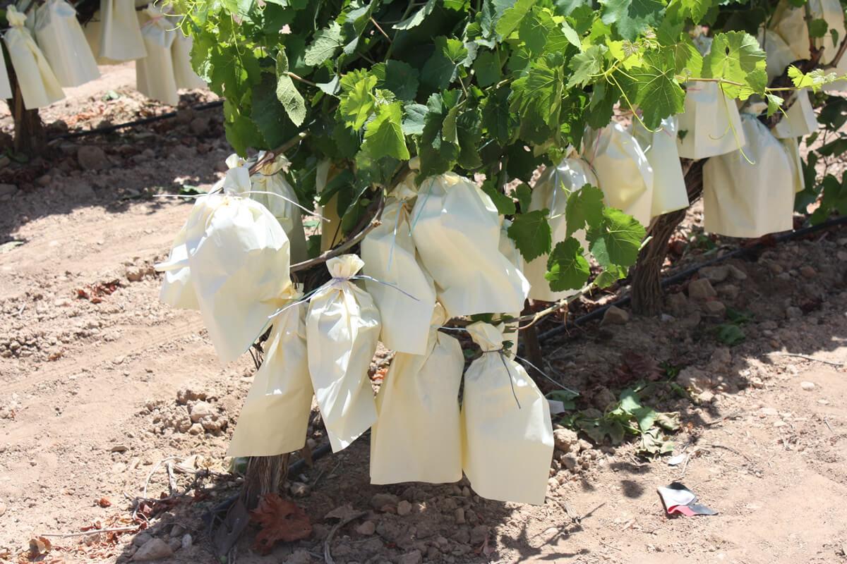 bolsas para proteger los racimos de uvas pack de 100 unidades, varios tamaños. bolsas para proteger los racimos de uvas pack de 100 unidades, varios tamaños.