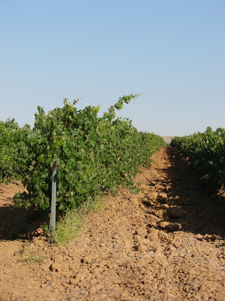 viñedo